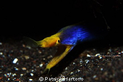 ribbon eel at Coral Garden Tulamben by Patrick Hartono 